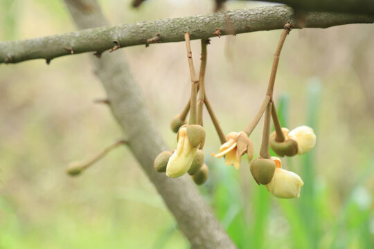 faw flower of durian on tree in organic farm