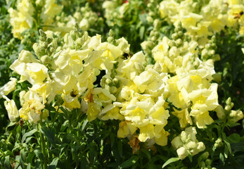 yellow stock flower in garden closeup shot,  Matthiola incana flower, stock flowers, cut flowers in...
