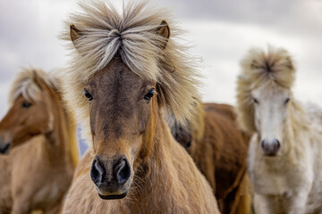 A pack of horses with flowing manes and snouts grazing peacefully in a grassland surrounded by a scenic landscape under a cloudy sky. Iceland
