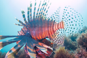 美しく大きなハナミノカサゴ（ミノカサゴ亜科）。

日本国静岡県伊東市、川奈港にて。
2023年6月18日撮影。
水中写真。

The Beautiful and big Red Lionfish. 

At Kawana port, Ito, Shizuoka, Japan
Photo Taken June 18, 2023.
by underwater photography.

