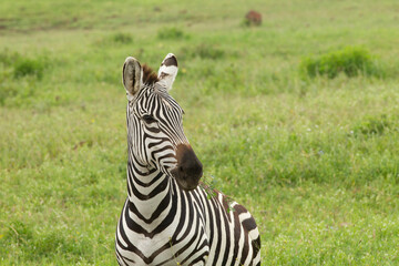 Zebra on the plains of  Tanzania Africa - 776807010