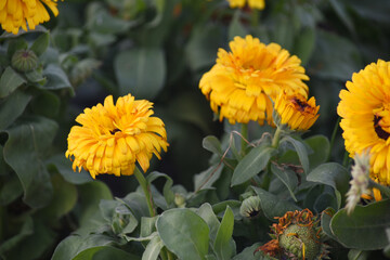 yellow Calendula officinalis flower in garden, Pot Marigold, Ruddles, Mary's gold or Scotch marigold is a flowering plant in the daisy family Asteraceae, Calendula flower closeup