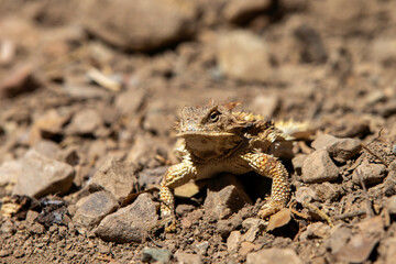 Horned Liard (horned Toad) in Arizona Desert - 776807248