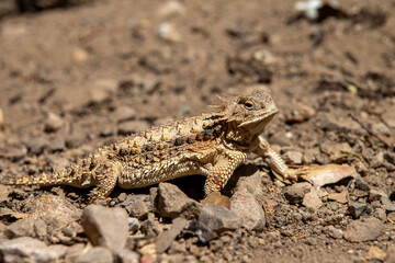 Horned Liard (horned Toad) in Arizona Desert - 776807476