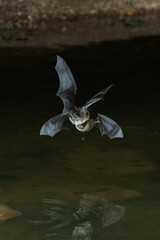Two. bats caught in ther same image with long exposure