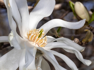 Star Magnolia flowers blooming in the spring - 776808025