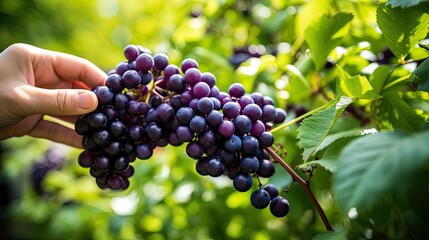 boysenberry purple berries - obrazy, fototapety, plakaty