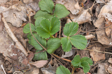 Strawberry leaves on the ground in the forest in early spring