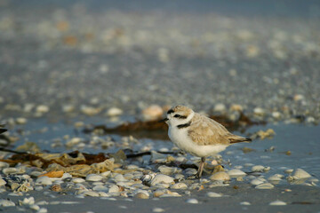 The snowy plover, one of the smallest plovers. - 776810423