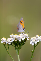 American Copper butterfly on clover - 776810447