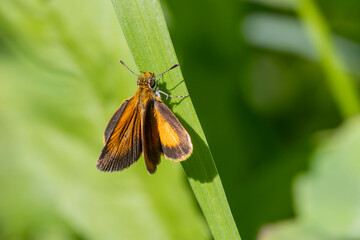 least skipper Butterfly on grass - 776810471