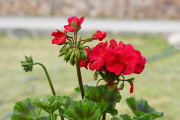 red Geranium flowers. Sunlight. Beautiful little flower of Geranium, Beautiful geranium in the exhibition of geraniums in Chakwal, Panjab, Pakistan