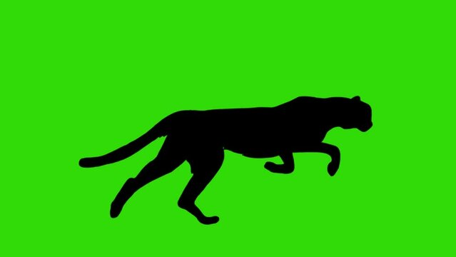 silhouette animation video of cheetah running with greenscreen background