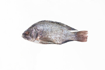 Freshly caught fish isolated on a white background