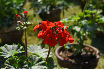 red Geranium flowers. Sunlight. Beautiful little flower of Geranium, Beautiful geranium in the...