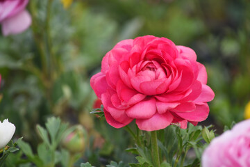 Beautiful red ranunculus flower growing in an outdoor flower garden. ranunculus flower closeup, red blooming flower