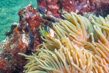 美しいイソギンチャク畑の可愛いクマノミ（クマノミ亜科）。

日本国静岡県伊東市、川奈港にて。
2023年6月18日撮影。
水中写真。

The Lovely Yellowtail clownfish in Beautiful Sea Anemones,

At Kawana port, Ito, Shizuoka, Japan
Photo Taken June 18, 2023.
by under