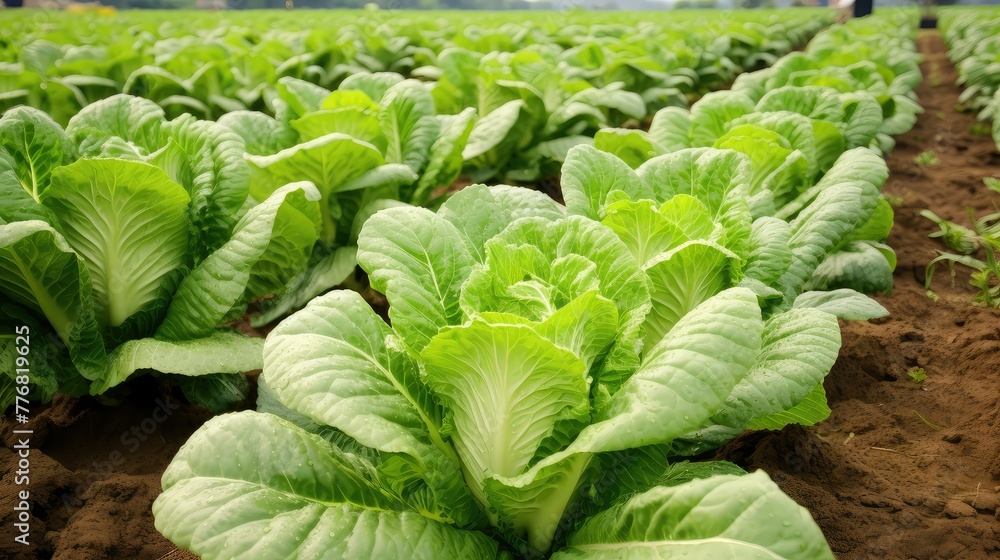 Poster farm chinese cabbage vegetable