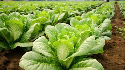 farm chinese cabbage vegetable