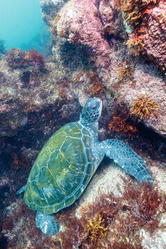 岩場で休む美しく大きなアオウミガメ（ウミガメ科）。

日本国静岡県伊東市、川奈港にて。
2023年6月18日撮影。
水中写真。

A beautiful, large green sea turtle (Chelonia mydas, family Turtles) resting on a rocky beach.

At Kawana port, Ito, Shizuoka, Japan
Ph