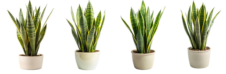 set of snake plant in pot - ornamental plants, indoor decorative plants isolated on transparent background