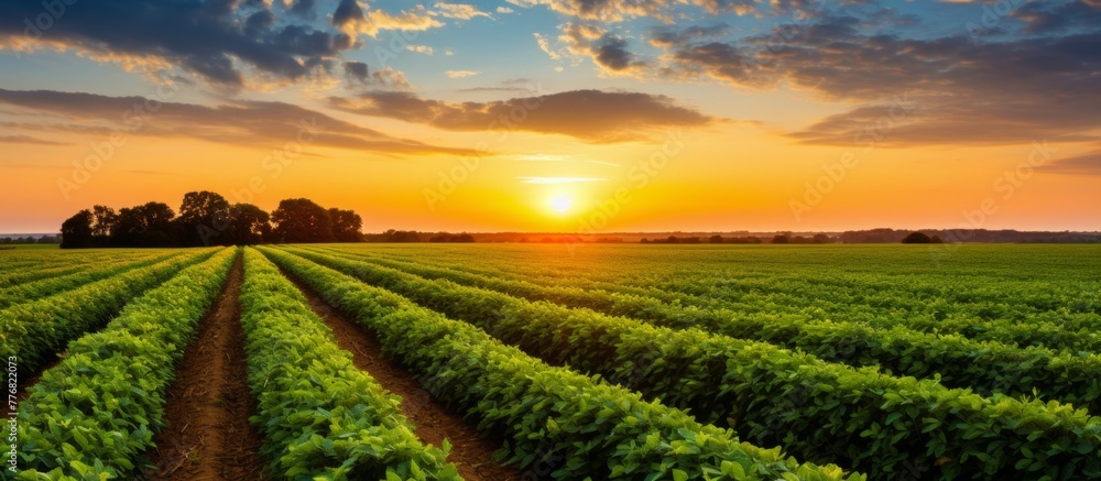 Poster lush crops in a vast field illuminated by the setting sun in the background, creating a picturesque 
