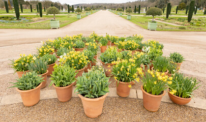 Display of Spring Flowering Daffodils (Narcissus 'Tete a Tete') in Terracotta Pots on a Terrace, in a public park, spring time easter floral display