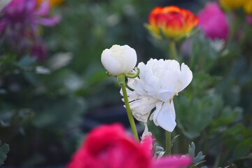 Beautiful white ranunculus flower growing in an outdoor flower garden. ranunculus flower closeup, white blooming flower