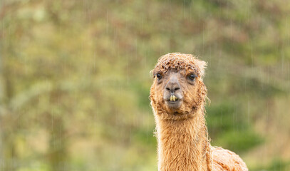 fawn coloured  alpaca llama wet in the driving rain