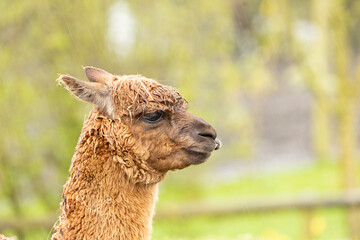 Fototapeta premium fawn coloured alpaca llama wet in the driving rain