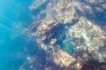 岩場で休む美しく大きなアオウミガメ（ウミガメ科）。

日本国静岡県伊東市、川奈港にて。
2023年6月18日撮影。
水中写真。

A beautiful, large green sea turtle (Chelonia mydas, family Turtles) resting on a rocky beach.

At Kawana port, Ito, Shizuoka, Japan
Ph