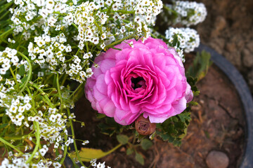 Beautiful pink ranunculus flower growing in an outdoor flower garden. ranunculus flower closeup, pink blooming flower