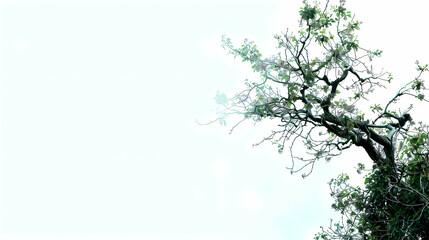 Fototapeta premium natural / leafy frame. space for copy. background, natural, leaves, botanical, border, nature