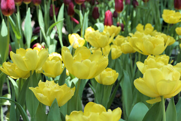 Tulips flower beautiful in garden plant - 776833697