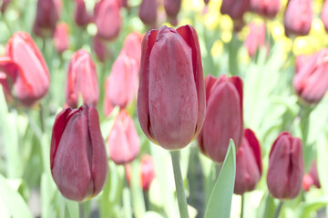 Tulips flower beautiful in garden plant - 776833698