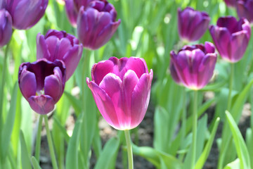 Tulips flower beautiful in garden plant - 776833882
