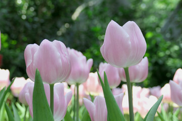 Tulips flower beautiful in garden plant - 776834075