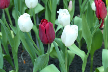 Tulips flower beautiful in garden plant - 776834089