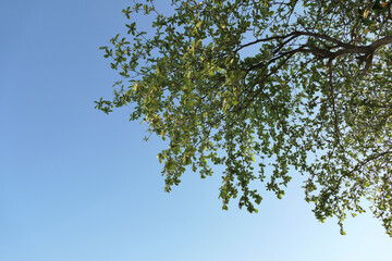 Green leaves tree and bright blue sky background - 776834093