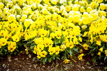 黄色のパンジー