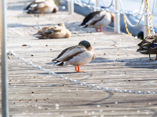桟橋で日光浴するマガモ