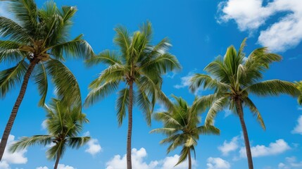 Fototapeta na wymiar color sunny palm trees