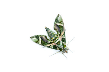 Daphnis nerii, The oleander hawk-moth or Army green moth isolated on​ white​ background​, ...