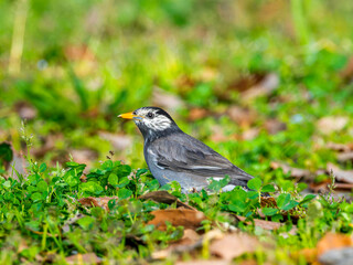 地面を歩くムクドリ