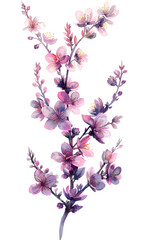 A vibrant purple heather branch in full blossom, perfect for Mother's Day or Valentine's Day print or decor.