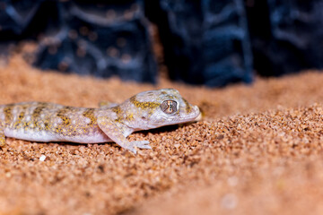 エレガンスボウユビヤモリ