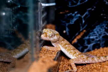 エレガンスボウユビヤモリ