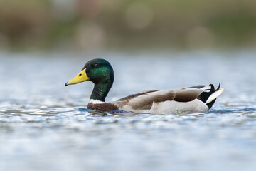 Low angle mallard duck on water