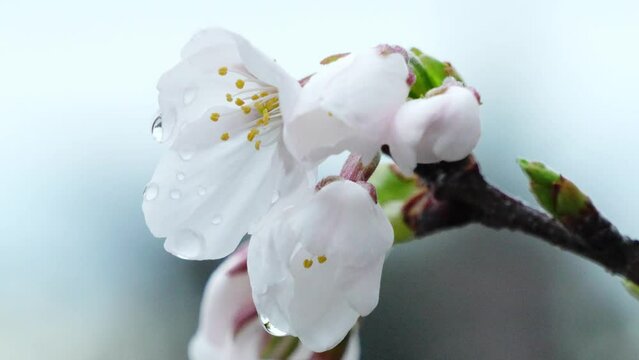桜 雨のしずく 風に揺れる映像です。桜の雫のクローズアップ &ldquo;ソメイヨシノ&rdquo;ののみずみずしい美しい風景です。
スローモーション(ハイスピード)映像。朝のみずみずしい風景です。
