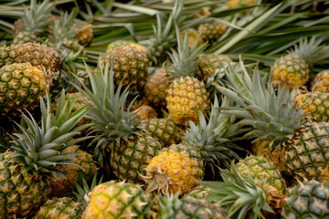 An abundance of ripe pineapples with green foliage.